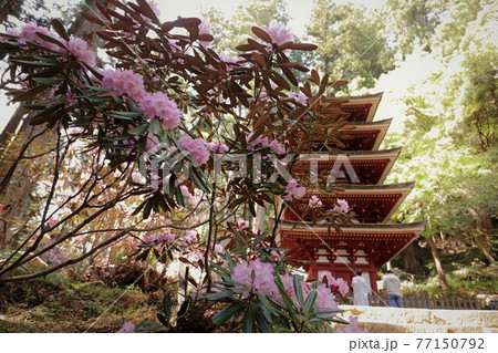 室生寺の石楠花 室生寺の石楠花 77150792