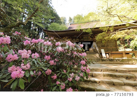 室生寺の石楠花 室生寺の石楠花 77150793