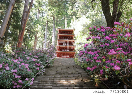 室生寺の石楠花 室生寺の石楠花 77150801