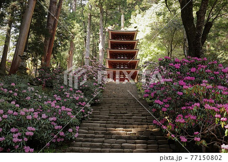 室生寺の石楠花 室生寺の石楠花 77150802
