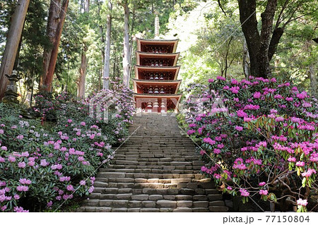 室生寺の石楠花 室生寺の石楠花 77150804