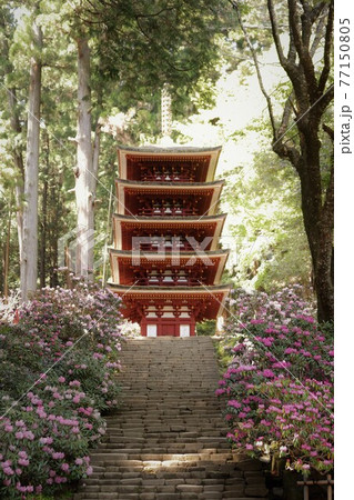室生寺の石楠花 室生寺の石楠花 77150805