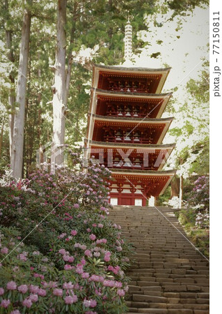 室生寺の石楠花 室生寺の石楠花 77150811
