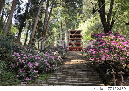 室生寺の石楠花 室生寺の石楠花 77150820