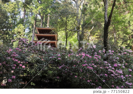 室生寺の石楠花 77150822