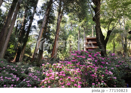 室生寺の石楠花 77150823