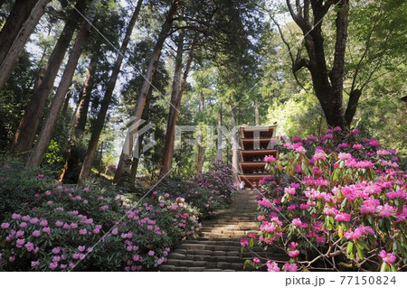 室生寺の石楠花 77150824