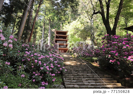室生寺の石楠花 77150828