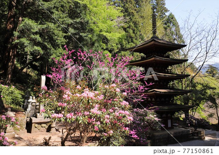 室生寺の石楠花 室生寺の石楠花 77150861