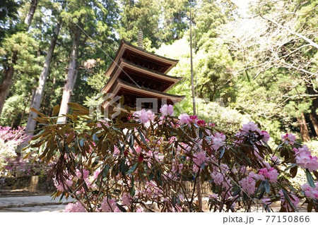 室生寺の石楠花 室生寺の石楠花 77150866
