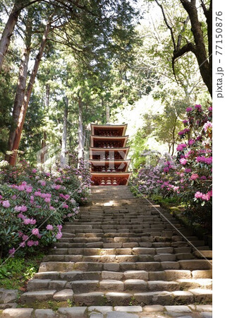 室生寺の石楠花 室生寺の石楠花 77150876