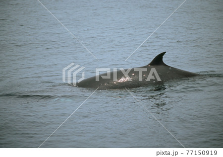 ミンククジラの背中（北海道・知床） 77150919