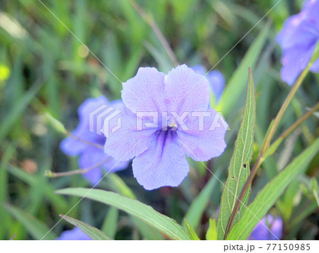 Purple flowers in the garden ,Ruellia tuberosa Purple flowers in the garden ,Ruellia tuberosa 77150985