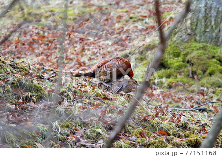 深山のヤマドリ 77151168