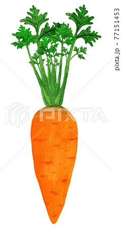 Orange carrot isolated with halm 77151453