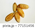 wheat 77151456