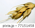wheat 77151458