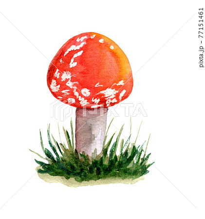 Amanita muscaria object isolated white background Amanita muscaria object isolated white background 77151461