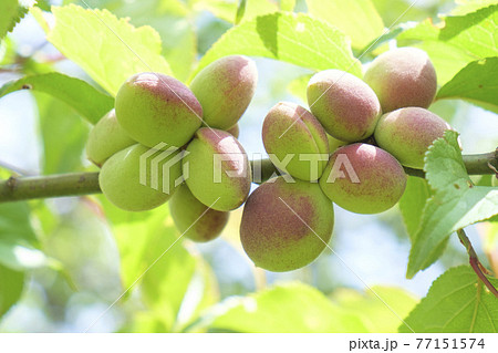 実を付けてきた小さな梅の実 実を付けてきた小さな梅の実 77151574