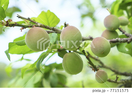 実を付けてきた小さな梅の実 実を付けてきた小さな梅の実 77151575