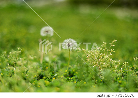 緑の中の白いフワフワ 77151676