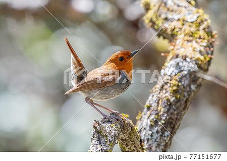 コマドリ 77151677