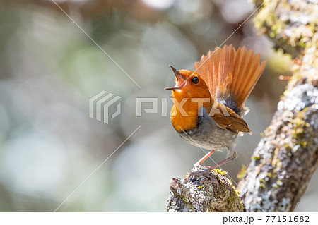 コマドリ コマドリ 77151682