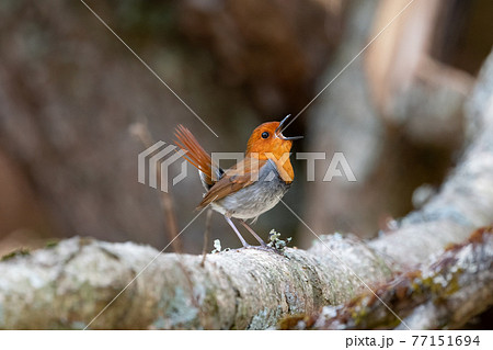 コマドリ 77151694