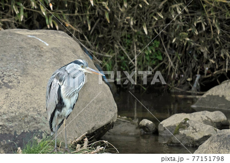 渓流の石の上で休むアオサギ 77151798