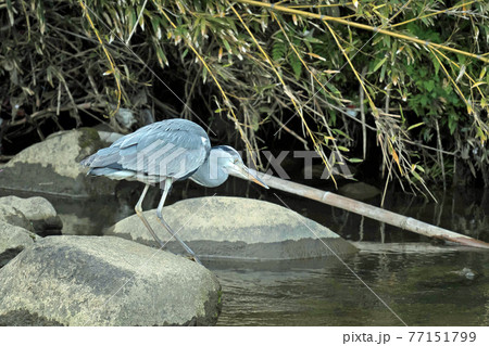 石の上から獲物を狙うアオサギ 77151799