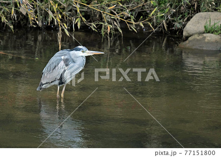 川の中でじっとたたずむアオサギ 77151800