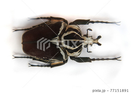 big bug isolated big bug isolated 77151891