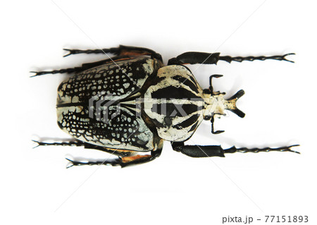 big bug isolated 77151893