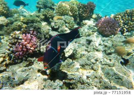 coral reef in Red Sea 77151958