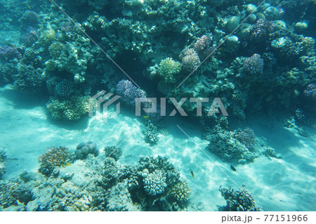 coral reef in Red Sea coral reef in Red Sea 77151966