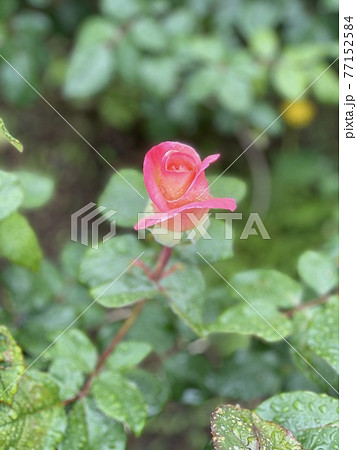 エルという名前のバラ 77152584