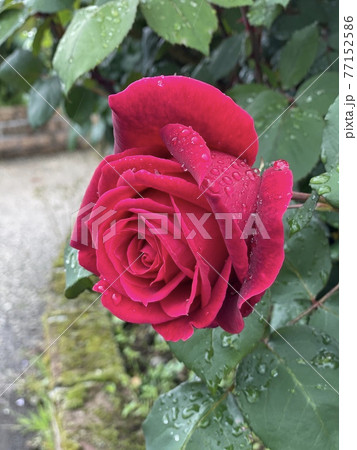 ミスターリンカーンという名前のバラ 77152586