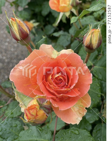 ブラスバンドという名前のバラ 77152587