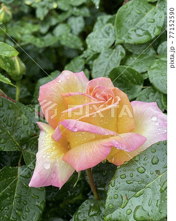 ピースという名前のバラ ピースという名前のバラ 77152590