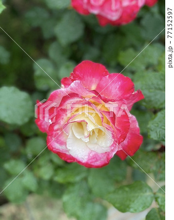 ダブルディライトという名前のバラ ダブルディライトという名前のバラ 77152597