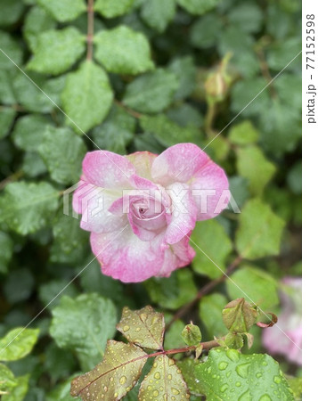 ライラックビューティという名前のバラ 77152598