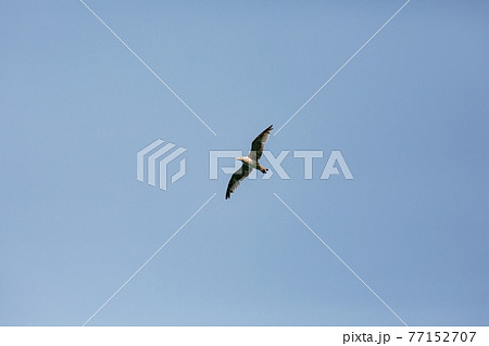 A flying bird in blue clear sky. A flying bird in blue clear sky. 77152707