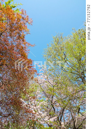 春もみじ、新緑、桜の競演 3月 春もみじ、新緑、桜の競演 3月 77152792