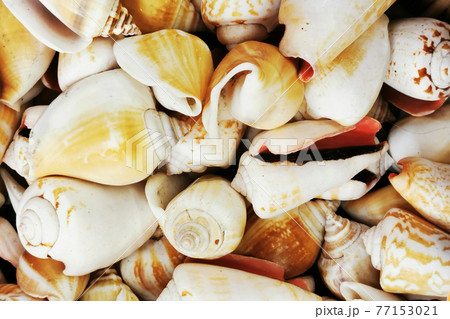 sea shells texture sea shells texture 77153021