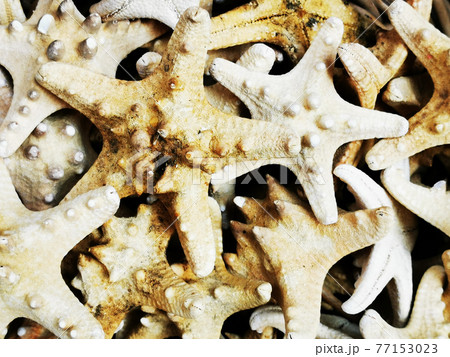 sea star souvenirs collection 77153023