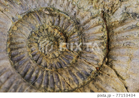 ammonite fossil texture ammonite fossil texture 77153434