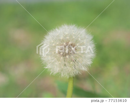 綿毛になったタンポポ 綿毛になったタンポポ 77153610