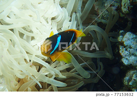 orange clown fish 77153632