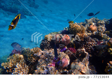 coral reef in Red Sea coral reef in Red Sea 77153644