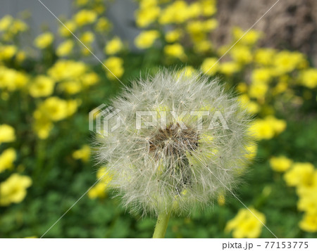 綿毛になったタンポポ　 77153775